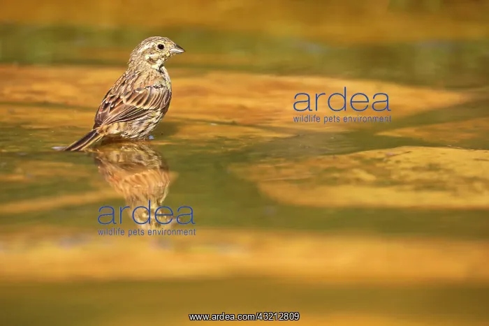 : Yellowhammer (Emberiza citrinella) bathing, France : Yellowhammer (Emberiza citrinella) bathing, France