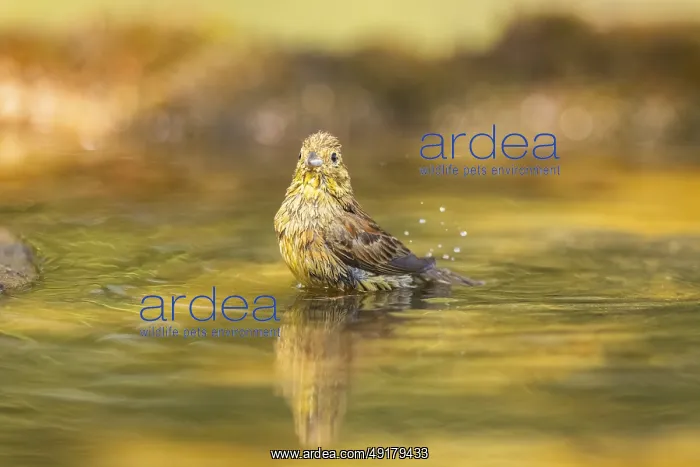 : Yellowhammer (Emberiza citrinella) bathing in a water pool : Yellowhammer (Emberiza citrinella) bathing in a water pool