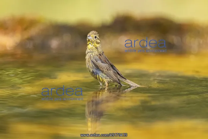 : Yellowhammer (Emberiza citrinella) bathing in a water pool : Yellowhammer (Emberiza citrinella) bathing in a water pool
