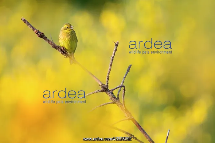  : Yellowhammer (Emberiza citrinella) among the Broom