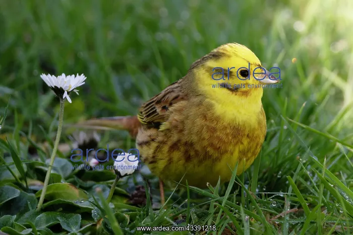 : Yellowhammer (Emberiza citrinella) by flowers, Nelson : Yellowhammer (Emberiza citrinella) by flowers, Nelson