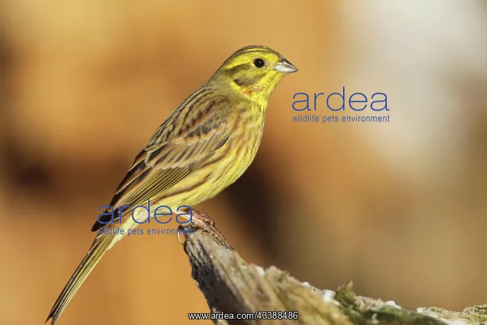 : Yellowhammer (Emberiza citrinella) male, Allgcu : Yellowhammer (Emberiza citrinella) male, Allgcu