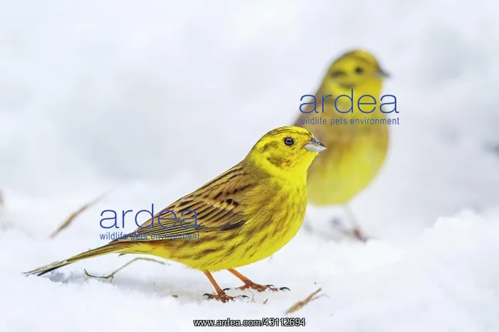 : Yellowhammer (Emberiza citrinella) Male foraging : Yellowhammer (Emberiza citrinella) Male foraging