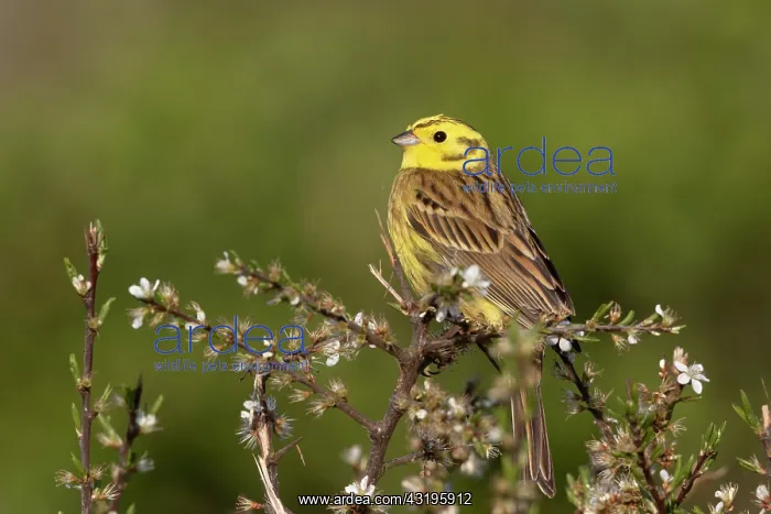 : Yellowhammer (Emberiza citrinella) male perched : Yellowhammer (Emberiza citrinella) male perched