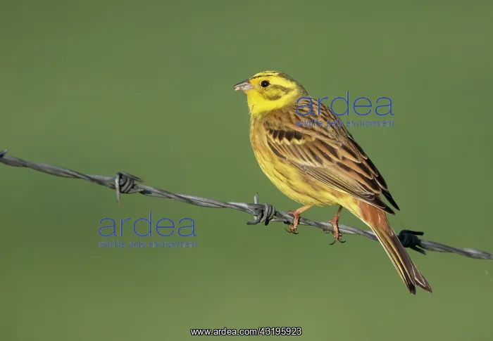 : Yellowhammer (Emberiza citrinella) male perched : Yellowhammer (Emberiza citrinella) male perched