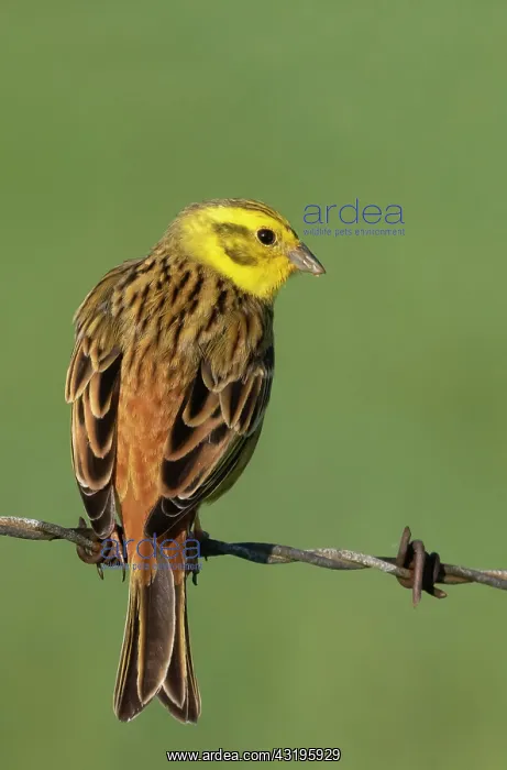 : Yellowhammer (Emberiza citrinella) male perched : Yellowhammer (Emberiza citrinella) male perched