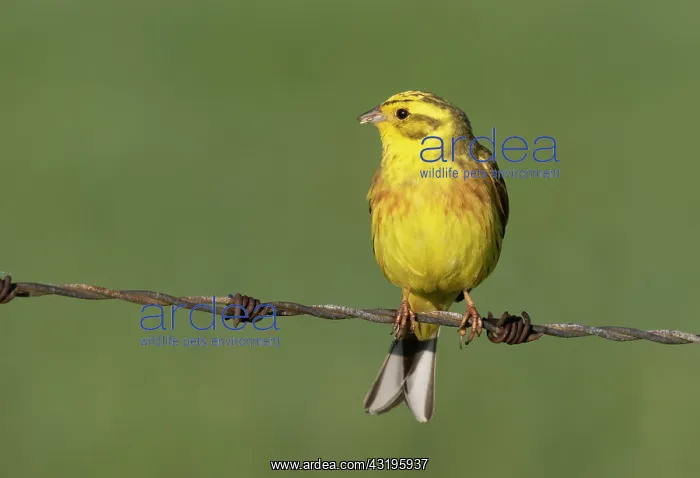 : Yellowhammer (Emberiza citrinella) male perched : Yellowhammer (Emberiza citrinella) male perched