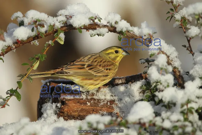 : Yellowhammer (Emberiza citrinella) male in the snow : Yellowhammer (Emberiza citrinella) male in the snow
