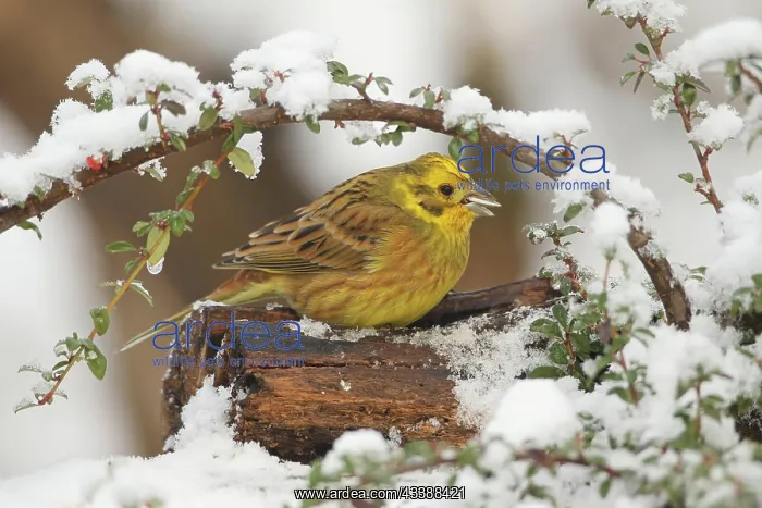 : Yellowhammer (Emberiza citrinella) male in the snow : Yellowhammer (Emberiza citrinella) male in the snow