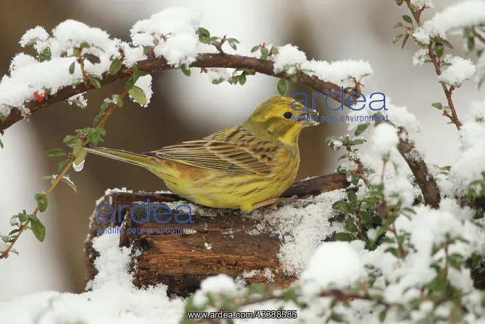 : Yellowhammer (Emberiza citrinella) male in the snow : Yellowhammer (Emberiza citrinella) male in the snow
