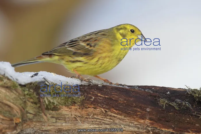 : Yellowhammer (Emberiza citrinella) male at winter : Yellowhammer (Emberiza citrinella) male at winter