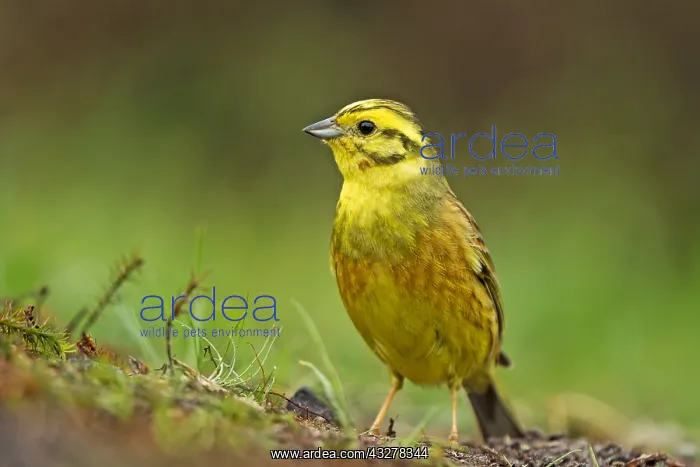 : Yellowhammer (Emberiza citrinella) portrait, Th : Yellowhammer (Emberiza citrinella) portrait, Th