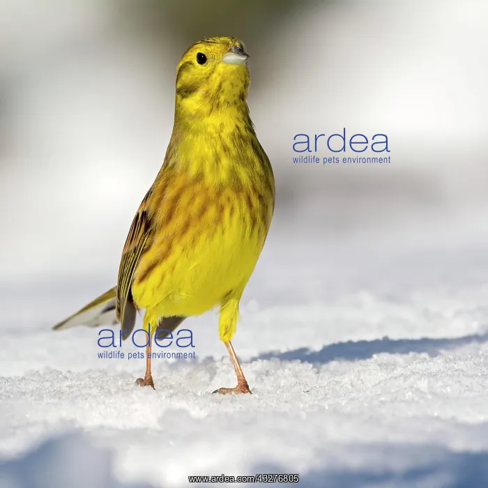 : Yellowhammer (Emberiza citrinella), runs in snow : Yellowhammer (Emberiza citrinella), runs in snow