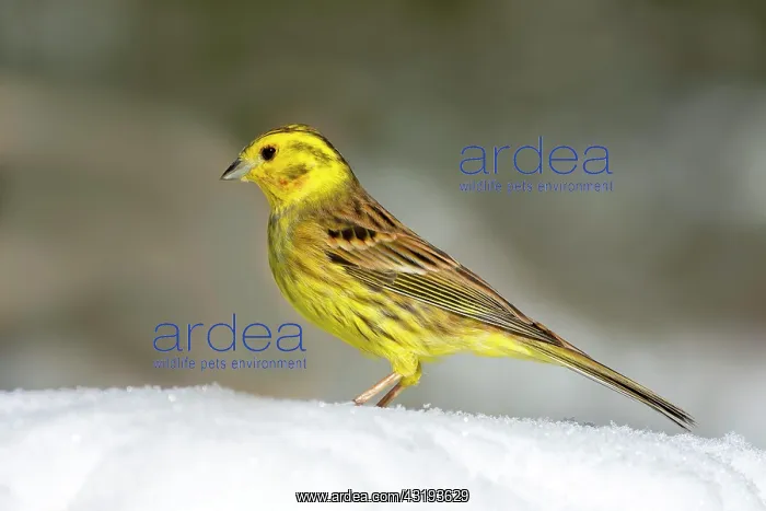  : Yellowhammer (Emberiza citrinella) sitting in the