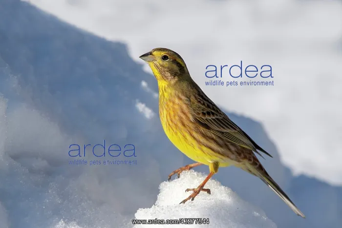 : Yellowhammer (Emberiza citrinella), sitting in the : Yellowhammer (Emberiza citrinella), sitting in the