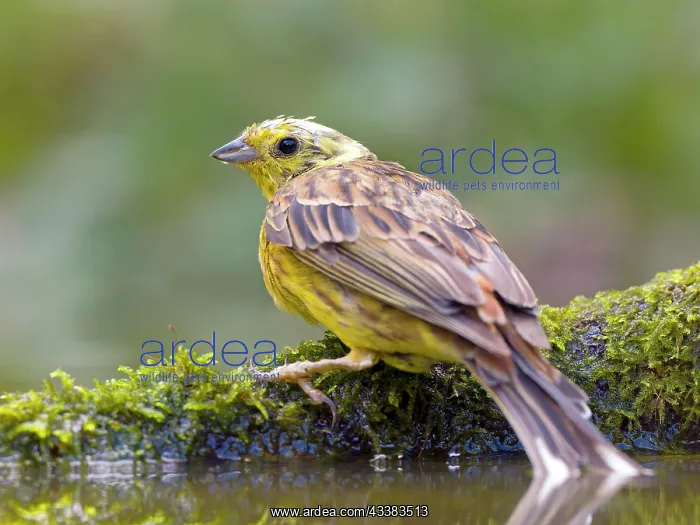 : Yellowhammer (Emberiza citrinella), sitting on a : Yellowhammer (Emberiza citrinella), sitting on a