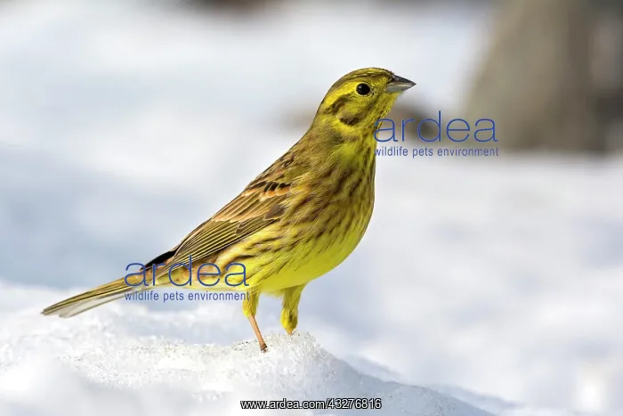 : Yellowhammer (Emberiza citrinella) in the snow : Yellowhammer (Emberiza citrinella) in the snow