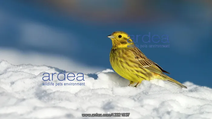  : Yellowhammer (Emberiza citrinella) in the snow