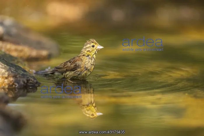 : Yellowhammer (Emberiza citrinella) at a water pool : Yellowhammer (Emberiza citrinella) at a water pool