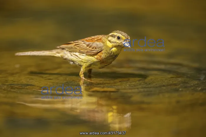 : Yellowhammer (Emberiza citrinella) at a water pool : Yellowhammer (Emberiza citrinella) at a water pool