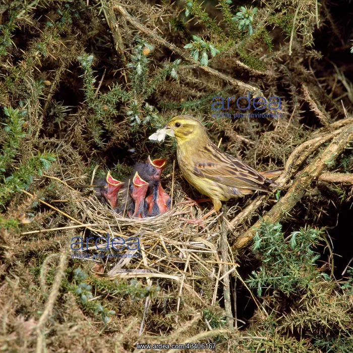 : Yellowhammer - female feeding chicks at nest : Yellowhammer - female feeding chicks at nest