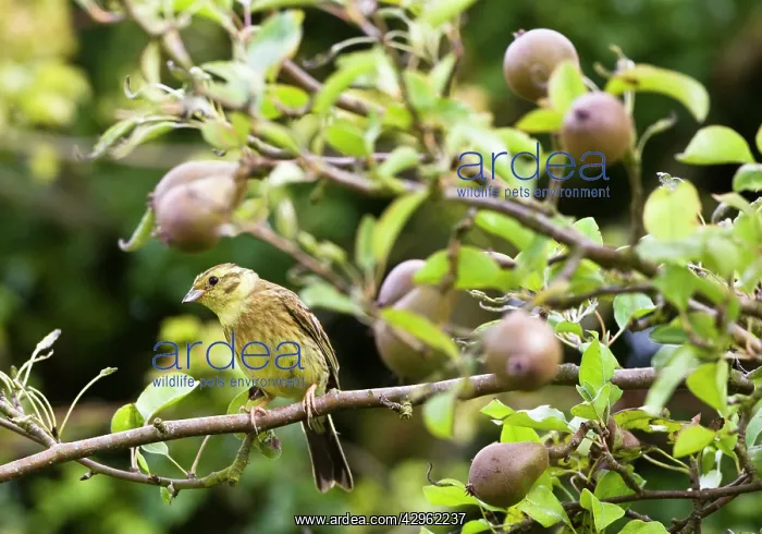 : Yellowhammer - female in pear tree : Yellowhammer - female in pear tree