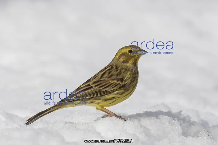 : Yellowhammer - female in snow - Sweden : Yellowhammer - female in snow - Sweden