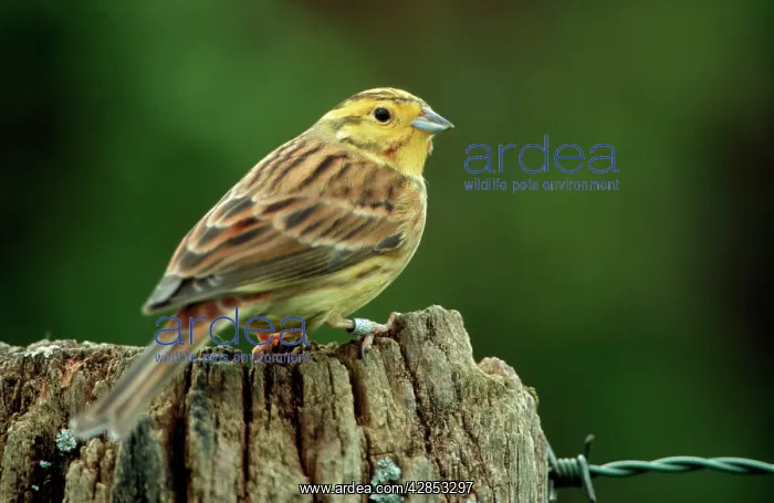 : Yellowhammer - On fence post : Yellowhammer - On fence post