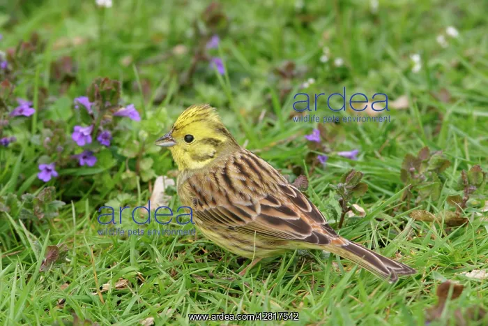 : Yellowhammer - On ground in plants feeding side : Yellowhammer - On ground in plants feeding side