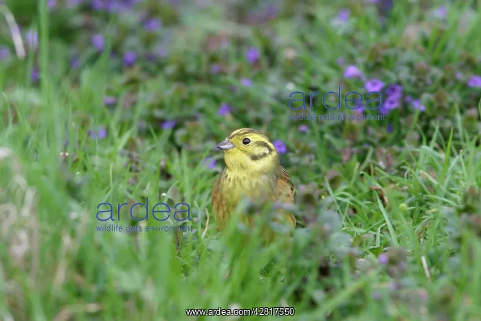 : Yellowhammer - On ground in plants feeding front view : Yellowhammer - On ground in plants feeding front view