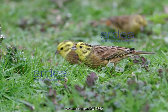 : Yellowhammer - Two on ground in plants feeding side view : Yellowhammer - Two on ground in plants feeding side view