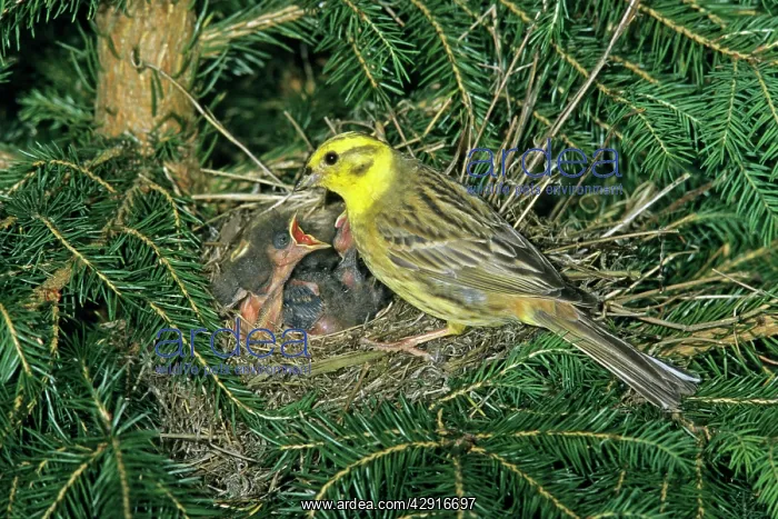 : Yellowhammer - male bird tending chicks at nest : Yellowhammer - male bird tending chicks at nest
