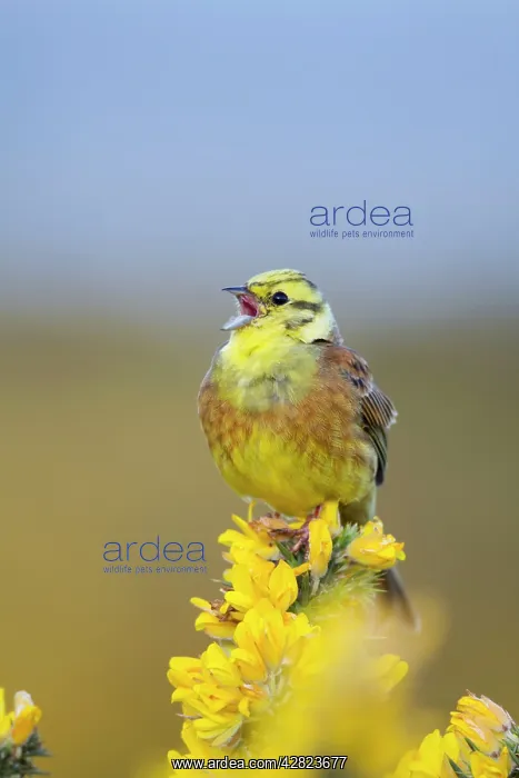 : Yellowhammer - male - on gorse : Yellowhammer - male - on gorse