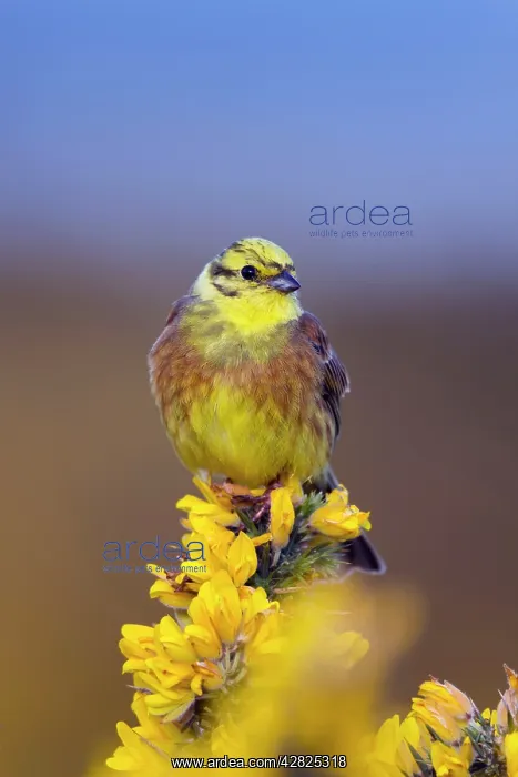 : Yellowhammer - male on Gorse : Yellowhammer - male on Gorse