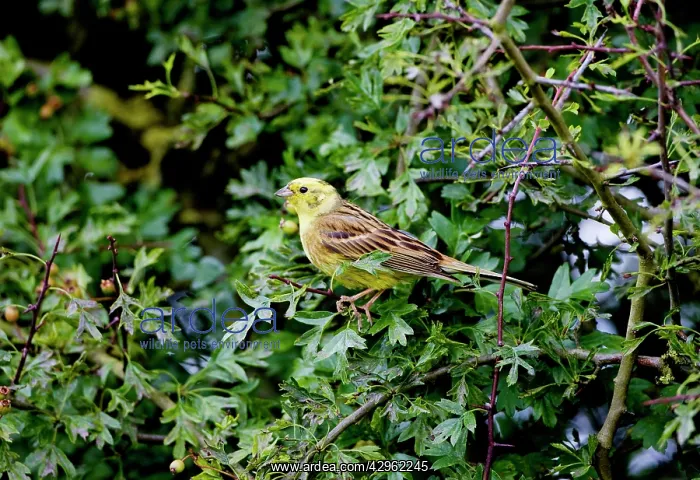 : Yellowhammer - male in hedgerow : Yellowhammer - male in hedgerow