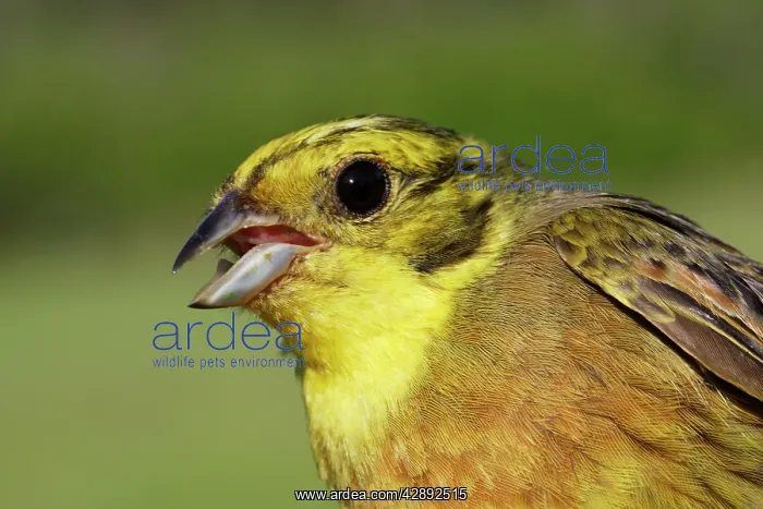  : Yellowhammer - Male with mouth open