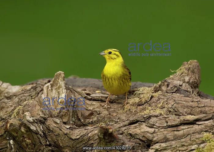 : Yellowhammer male perched on log May Cannock Chase : Yellowhammer male perched on log May Cannock Chase