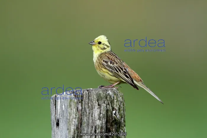 : Yellowhammer - male perched on post : Yellowhammer - male perched on post