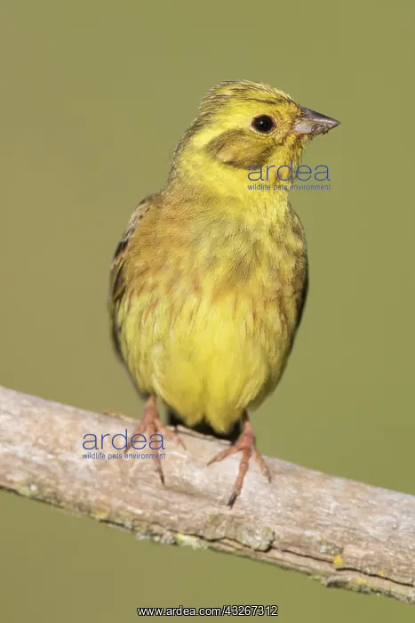 : Yellowhammer - male perched on a twig - Germany : Yellowhammer - male perched on a twig - Germany