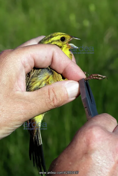 : Yellowhammer - Male being ringed : Yellowhammer - Male being ringed