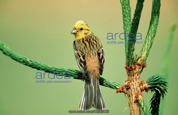 : YELLOWHAMMER - Male on singing perch : YELLOWHAMMER - Male on singing perch