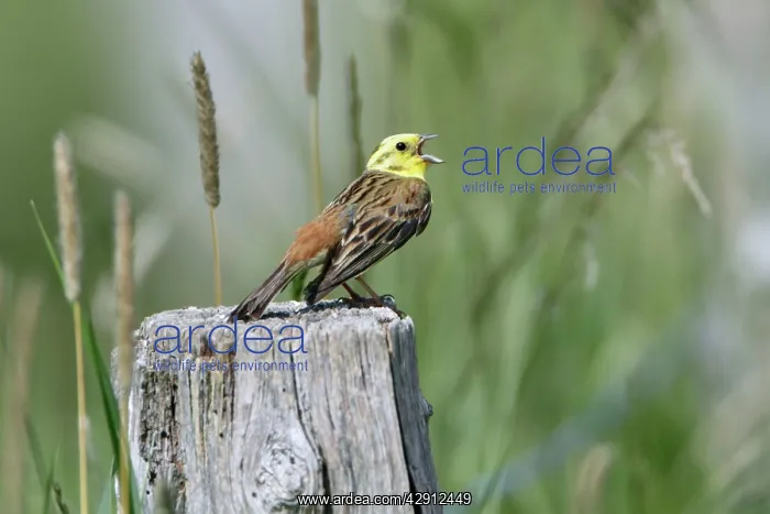 : Yellowhammer - male singing from post : Yellowhammer - male singing from post