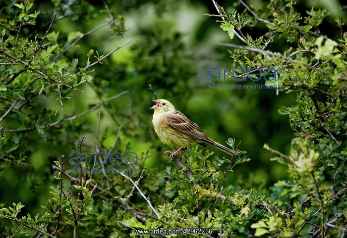  : Yellowhammer - male - singing on territory