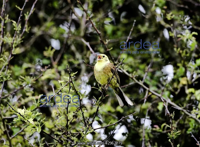 : Yellowhammer - male - singing on territory : Yellowhammer - male - singing on territory