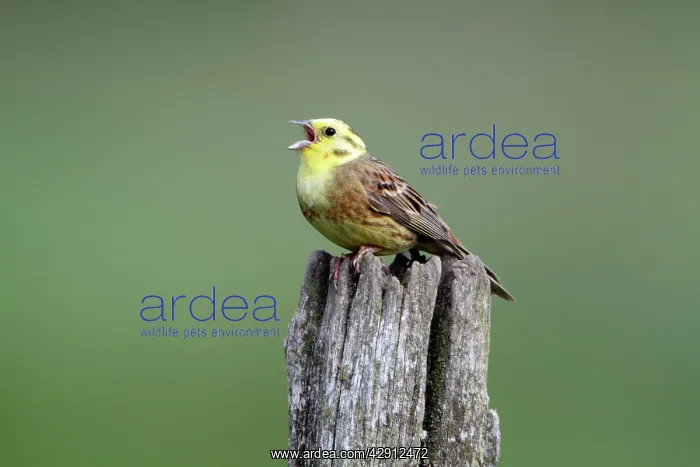 : Yellowhammer - male singinging from post : Yellowhammer - male singinging from post