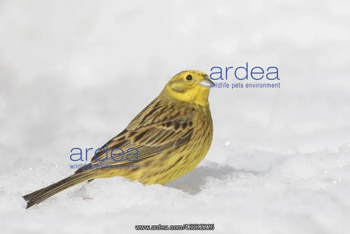 : Yellowhammer - male in snow - Sweden : Yellowhammer - male in snow - Sweden