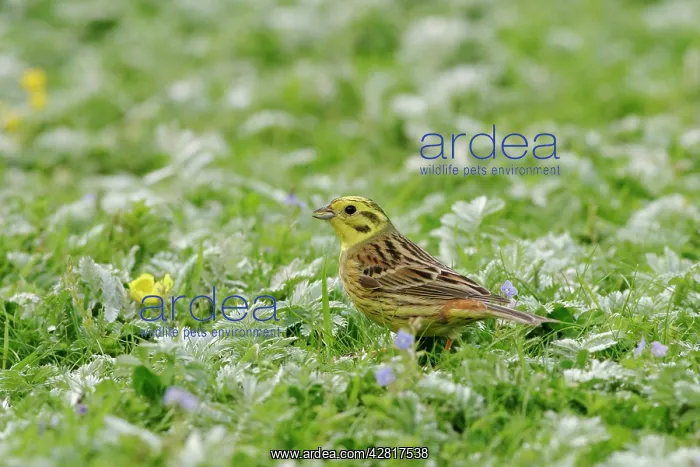 : Yellowhammer - Male side view, feeding in meadow : Yellowhammer - Male side view, feeding in meadow