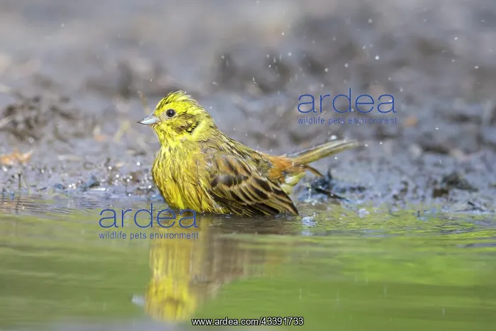 : Yellowhammer male water : Yellowhammer male water