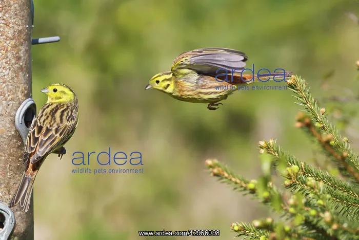 : Yellowhammer - males around bird feeder : Yellowhammer - males around bird feeder