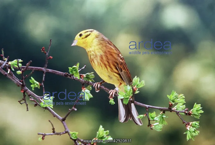 : YELLOWHAMMER - perched in tree : YELLOWHAMMER - perched in tree